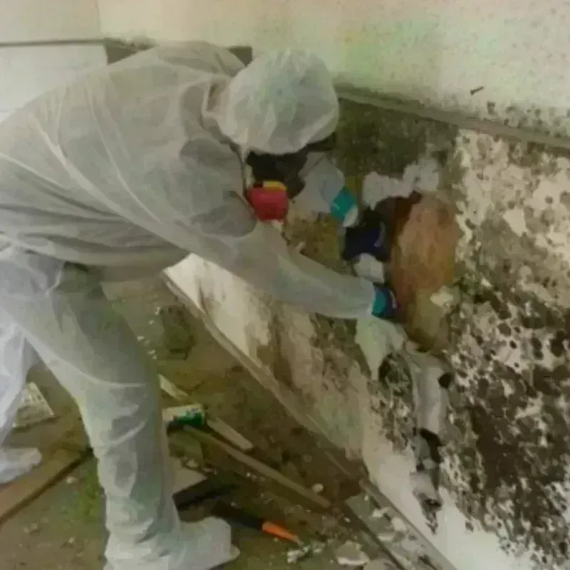 Mold Remediation and Removal in Haralson County, GA